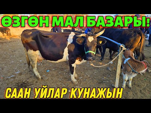 Видео: СААН УЙЛАР КУНАЖЫН УРГААЧЫ ТОРПОК БААЛАРЫ 🤯 #байтв 