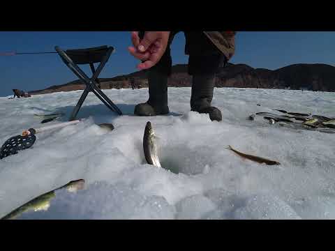 Видео: Отличный клев целый день! Рыбалка на зубаря в конце марта