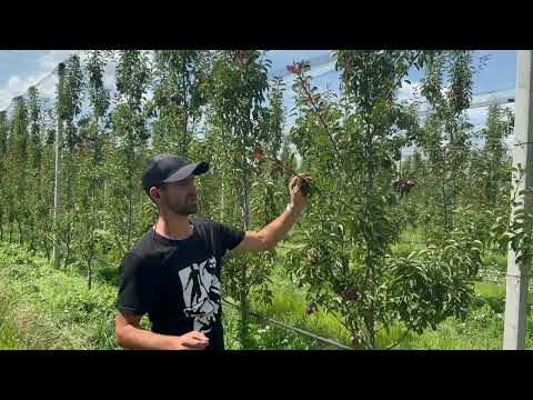 Видео: RiseP - Стимуляція, живлення та захист для груші. Червоноплідна груша Алесіа (Alesia)