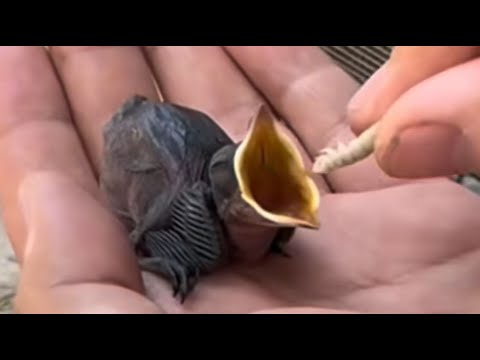 Видео: Я вытащила ее из могилы... Самым трудным было отпустить.