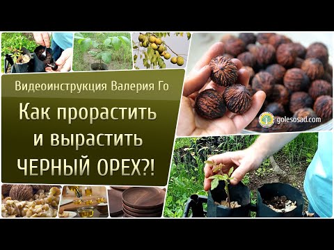 Видео: Как прорастить и вырастить черный орех?!