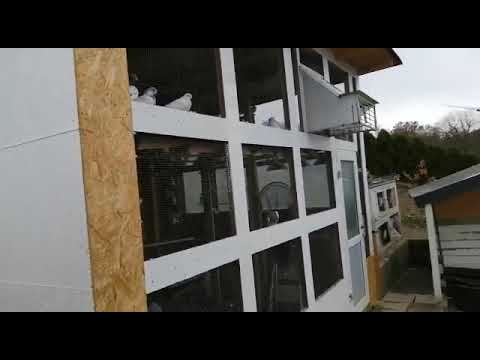 Видео: Обзор голубятни с племенными и молодыми голубями. Голубевод Sergej Peters, Germany. Pigeons.