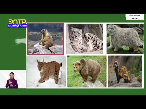Видео: 8-класс | География | Особо охраняемые территории. Заповедники КР.
