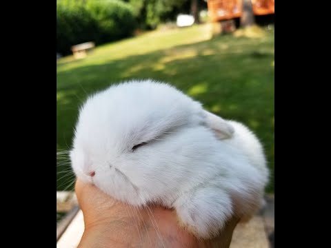 Видео: Fluffy House_Zoo в прямом эфире! Эфир с зайками 🐇🐇🐇🐇