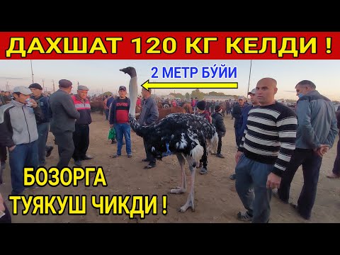 Видео: ДАХШАТ!!! 120 КГ КЕЛДИ БОЗОРГА ТУЯКУШ ЧИКДИ ХОРАЗМ БОЗОР. 29-СЕНТЯБР 2021-ЙИЛ.