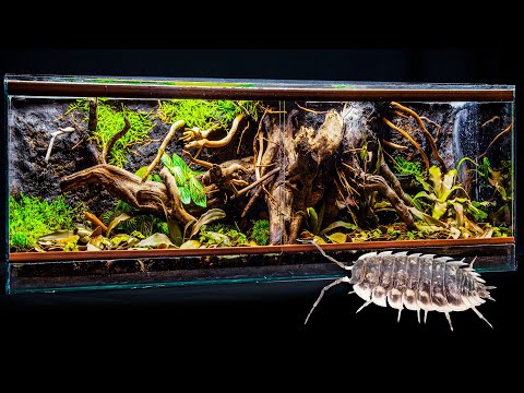 Видео: Виварий с корнями равноногих деревьев и легким глиняным фоном