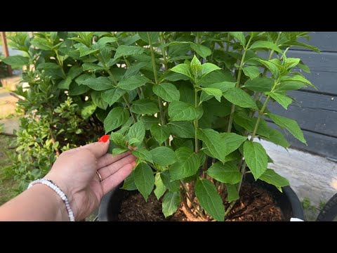 Видео: Нормировка побегов & формирование куста гортензии 08.06.2025г