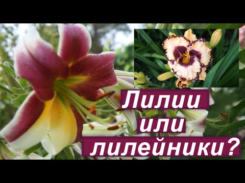 Видео: Что выбрать для сада: лилии или лилейники? Сорта лилейников в моем саду