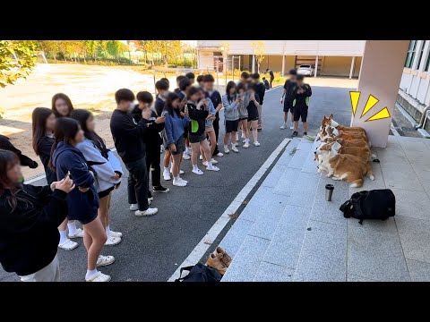 Видео: Что происходит, когда восемь вельш-корги идут в старшую школу?