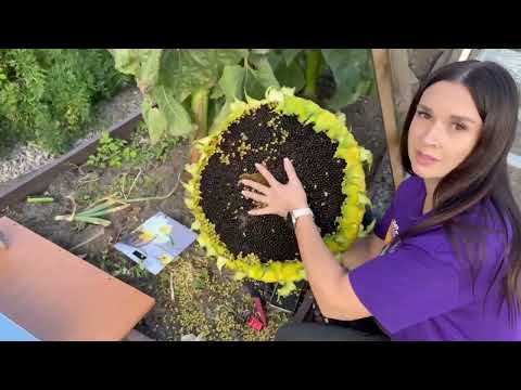 Видео: Гигантский подсолнух. 07.09.2025