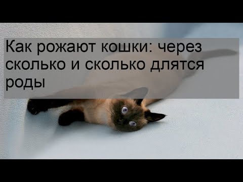 Видео: Как рожают кошки: через сколько и сколько длятся роды