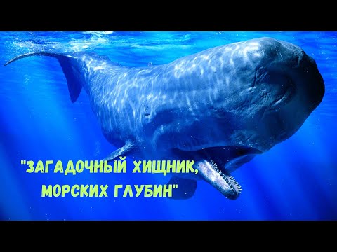 Видео: "ЗАГАДОЧНЫЙ ХИЩНИК, МОРСКИХ ГЛУБИН"