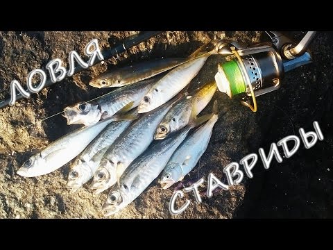 Видео: Спиннинг на Черном море  Ловля ставриды с берега