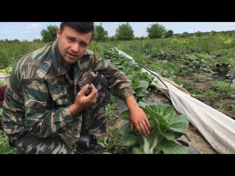 Видео: Капуста китайская пак-чой гибрид Бопак F1