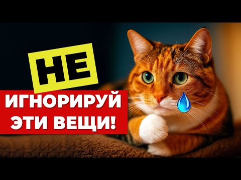 Видео: 7 вещей, которые ваш кот любит больше, чем ласку - но вы их игнорируете