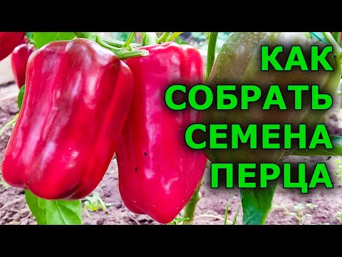 Видео: Всхожесть таких семян 100%! Сбор, сушка и хранение семян болгарского перца. Заготовка  семян перца.