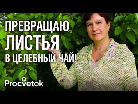Видео: ЗАЧЕМ Я МОРОЖУ МЕШКАМИ ЛИСТЬЯ вишни, смородины, Иван-чая? Самый быстрый способ ферментации трав