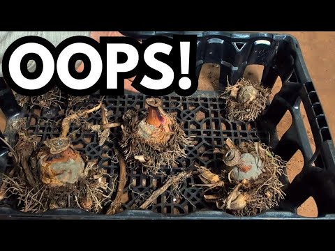 Видео: Что погибло? Проверка перезимовавших луковиц в ноябре