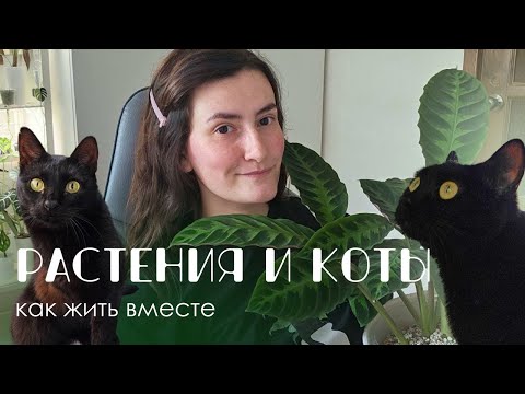 Видео: Комнатные растения и кошки: Как найти компромисс. Безопасные для кошек растения.