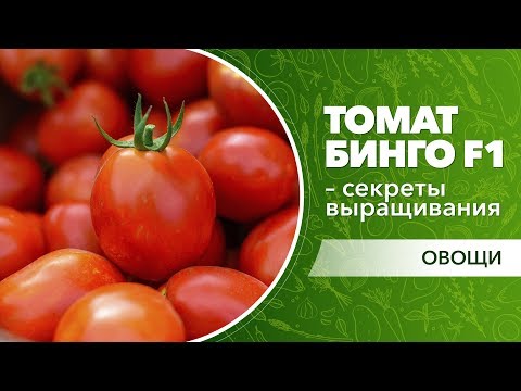 Видео: Секреты выращивания раннего томата Бинго F1