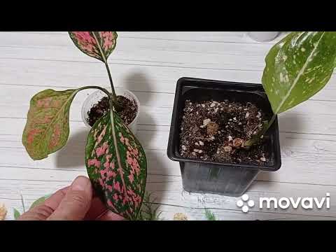 Видео: Комнатные цветы. Что новенького. Аглаонемы, филодендроны, калатеи. У всех это есть.