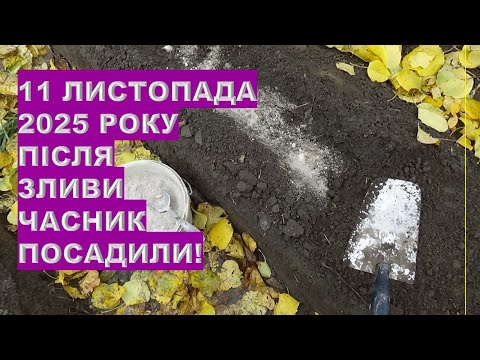 Видео: Коли посадити озимий часник восени для великого врожаю?