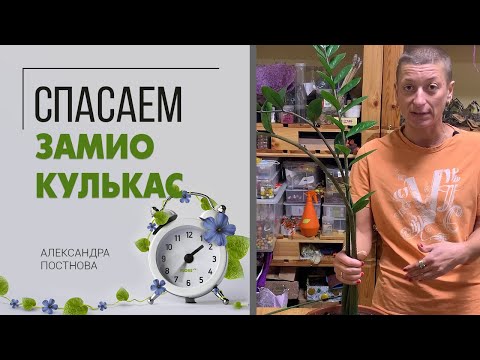 Видео: Спасаем замиокулькас. Когда что-то пошло не так, можно обратиться за помощью и она придет.