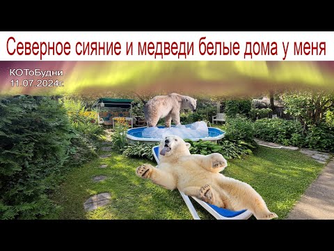Видео: Однажды вы станете такими взрослыми, что снова начнёте читать сказки или КОТоБудни от 11.07.2024г.