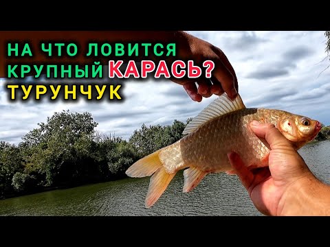 Видео: КРУПНЫЕ КАРАСИ!!! ДАВНО ТАКИХ КАРАСЕЙ НЕ БЫЛО НА ТУРУНЧУКЕ! КАРАСЬ НА МАМАЛЫГУ.