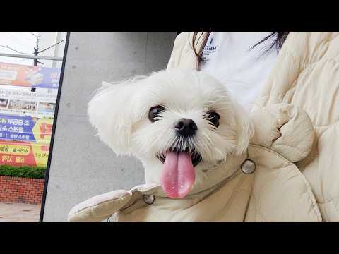 Видео: Почему щенок пошел в больницу через жару и ливень