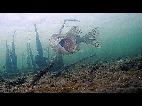 Видео: Такое редко увидишь! Щука и Окунь атакует живца! Подводная съемка