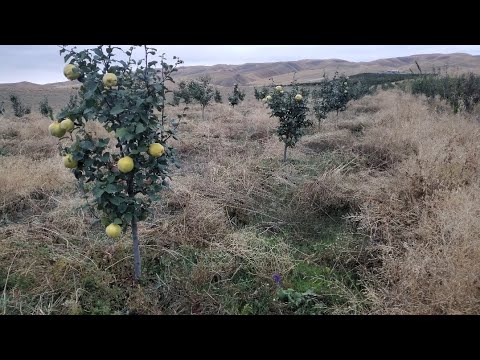 Видео: Алмурут, Алма, Шабдаалы бактары. Ноокат