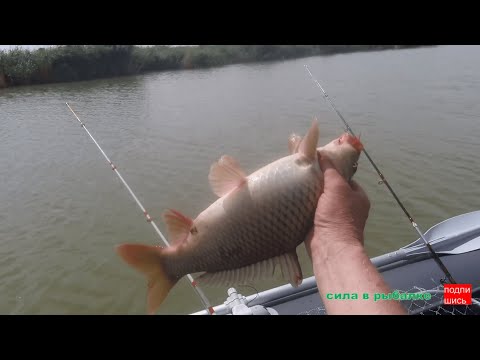 Видео: РЫБАЛКА С ЛОДКИ. КРОКОДИЛЫ ДОНКИ РАБОТАЮТ !!!