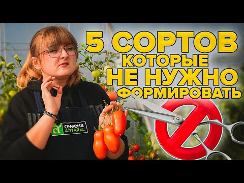 Видео: ТОМАТЫ БЕЗ ХЛОПОТ! ИХ НЕ НУЖНО ФОРМИРОВАТЬ! ТОП-5 ПОМИДОРОВ ДЛЯ 2022