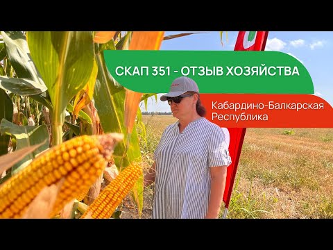 Видео: Кукуруза СКАП 351 - ОТЗЫВ ХОЗЯЙСТВА. Быстрая влагоотдача. Кабардино-Балкарская Республика.