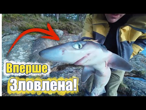 Видео: АКУЛА на гачку! Вперше таке на нашій з вами риболовлі🦈 #донка #рибалка #зберегу  #спінінг #улов 