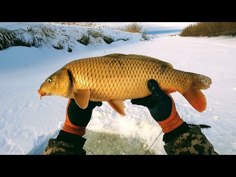 Видео: МЕЧТА, а не РЫБАЛКА!!! ОХ и дали жару НОВЫЕ ХАПУГИ. Эти САЗАНЫ КАБАНЫ не лезли в лунки.