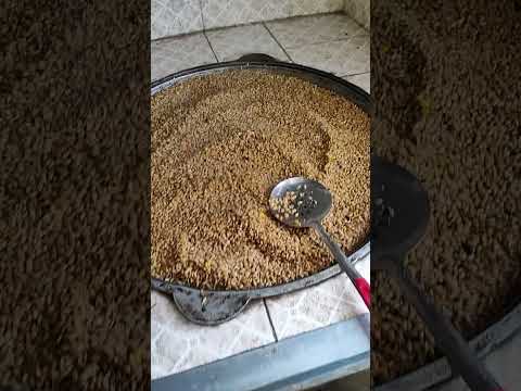 Видео: Койго арпаны бышырып берсе кандай болот?