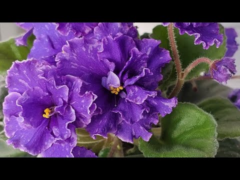 Видео: Цветение фиалочек(стандарты) 30.04.25