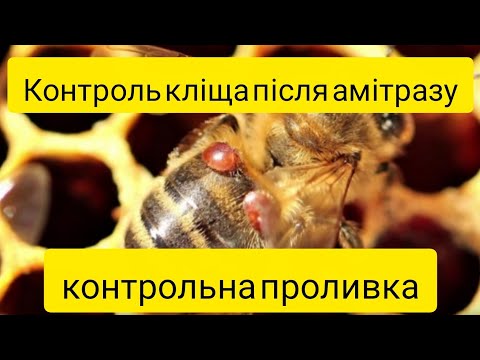 Видео: Обробка амітразом. Контрольний пролив. 