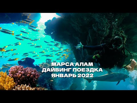 Видео: Путешествие в Марса Алам / Дайвинг в Египте / январь 2022