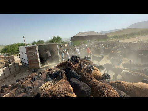 Видео: Гусфандойи Хисори ба камаз айлок рафтестай 2025 г.