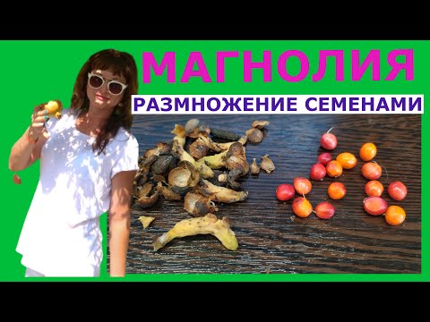 Видео: КАК РАЗМНОЖИТЬ МАГНОЛИЮ СЕМЕНАМИ(3 способа)