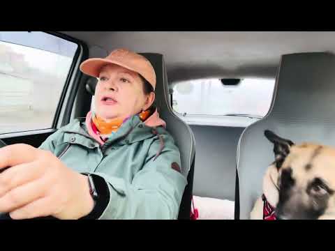 Видео: Никогда не берите малинуа, если не готовы много работать с собакой!
