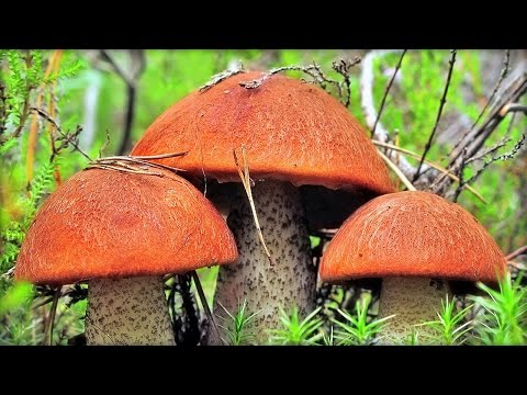 Видео: Загадка разумного поведения грибов