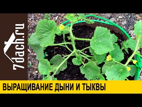 Видео: Выращивание дыни и тыквы: как правильно сформировать растение - 7 дач