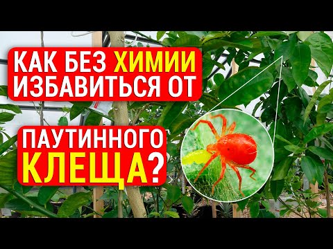 Видео: Паутинный клещ: 2 способа избавления от клеща без химии! Как избежать повторного заражения?