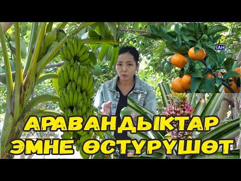 Видео: КЫШЫН-ЖАЙЫН ДЫЙКАНЧЫЛЫК КЫЛГЫН АРАВАНДЫКТАР