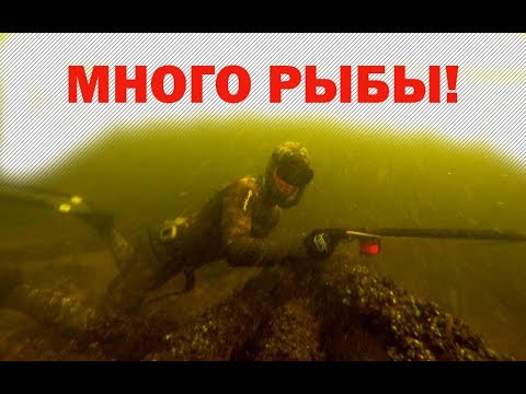 Видео: Подводная охота на фарватере. Волга. Сомики, лещи, судаки)