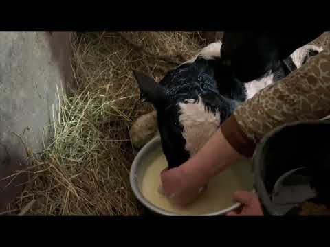 Видео: Отёл Ночки